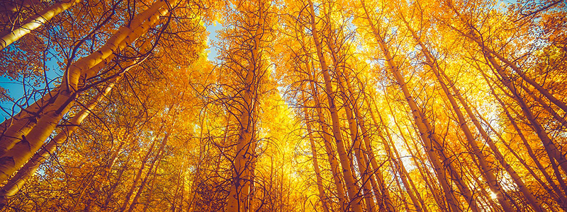 Colorado Fall Foliage