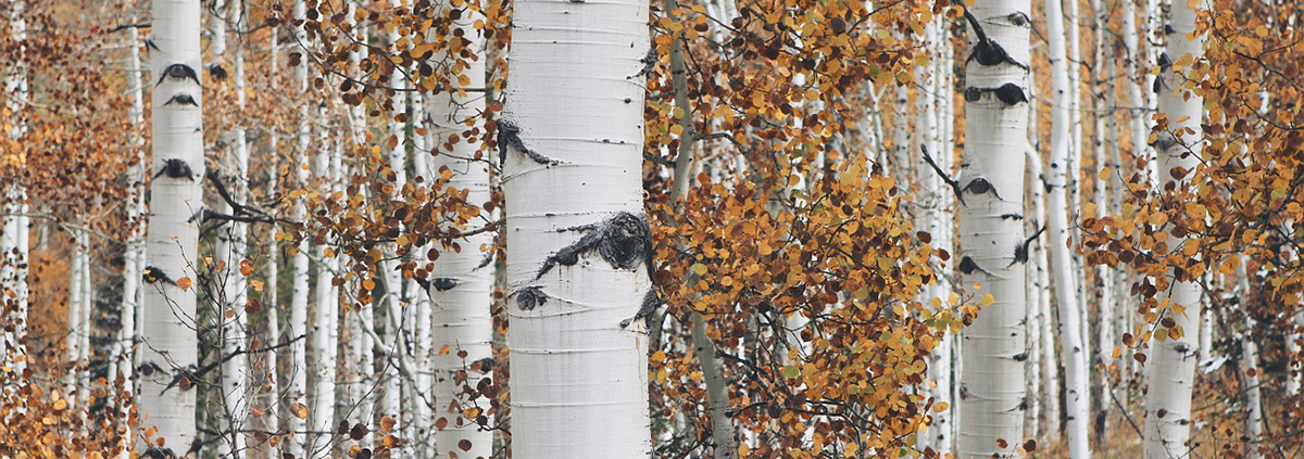 Fall Colors Colorado