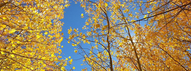 Fall Foliage in Colorado