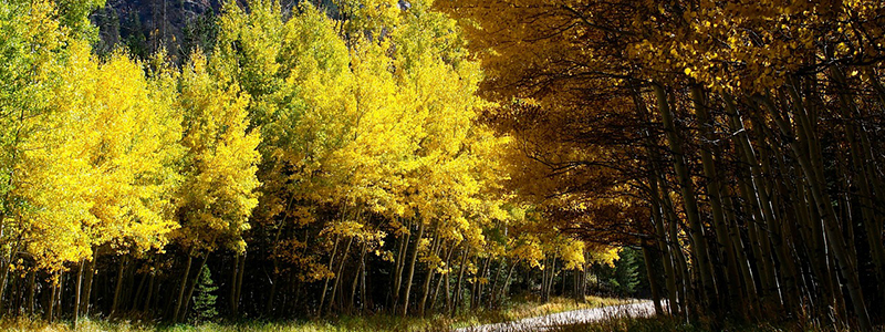 Leaves Change Colorado Fall