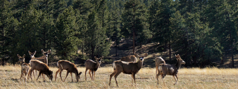 colorado hunting