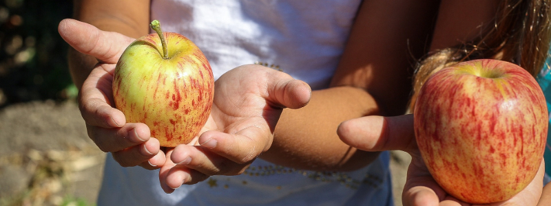 colorado apple picking